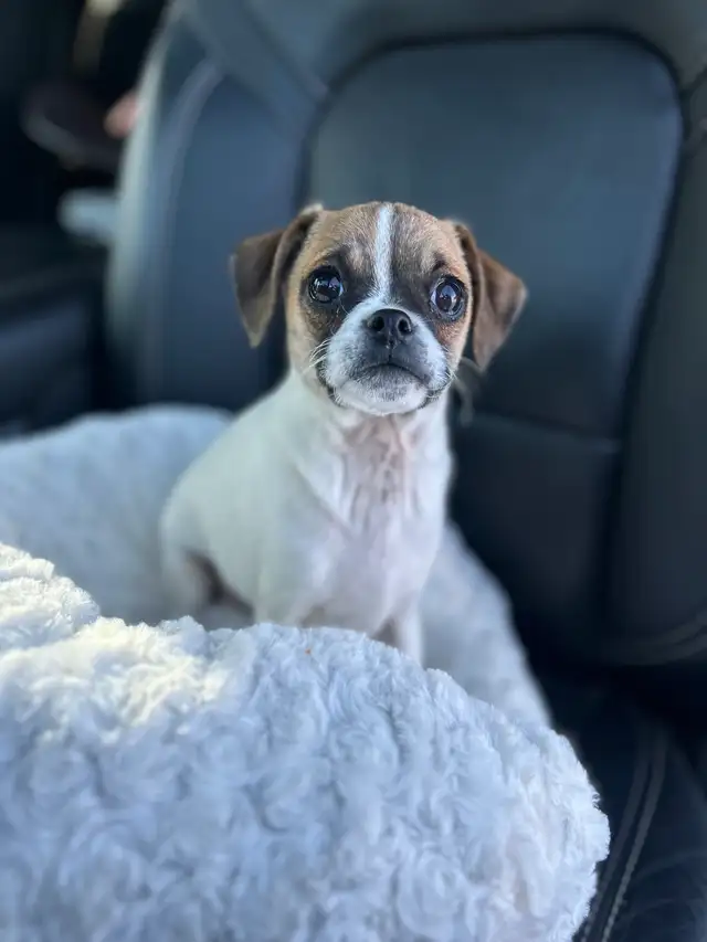 ❤️ Small breed Puppies ❤️ - Photo 3