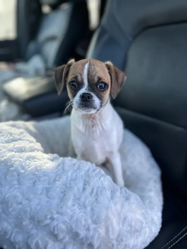 ❤️ Small breed Puppies ❤️ - Photo 4