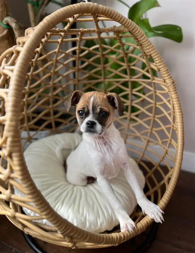 ❤️ Small breed Puppies ❤️ - Photo 5