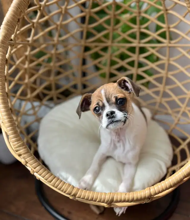 ❤️ Small breed Puppies ❤️ - Photo 6