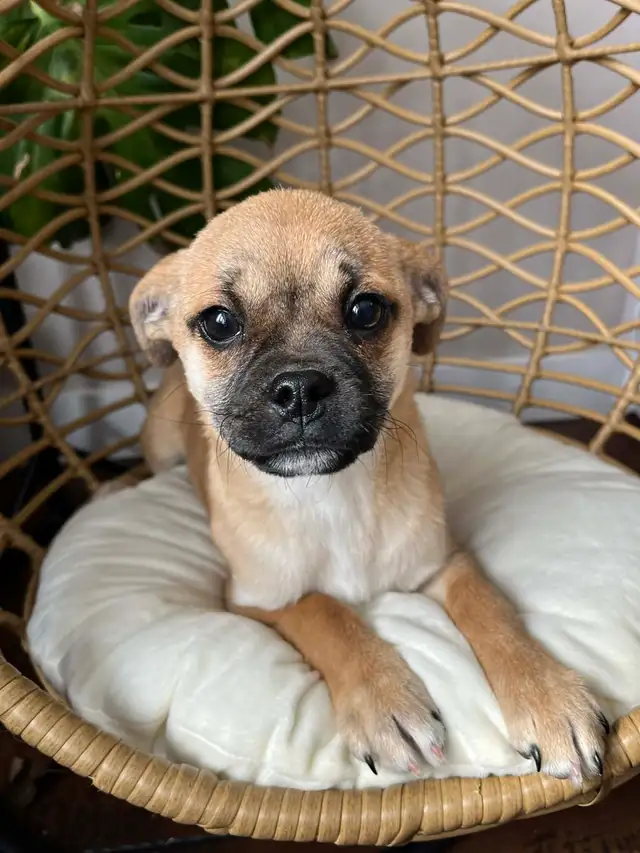 ❤️ Small breed Puppies ❤️ - Photo 7