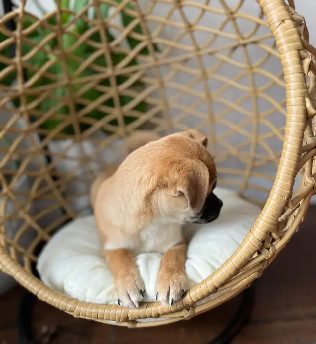 ❤️ Small breed Puppies ❤️ - Photo 8