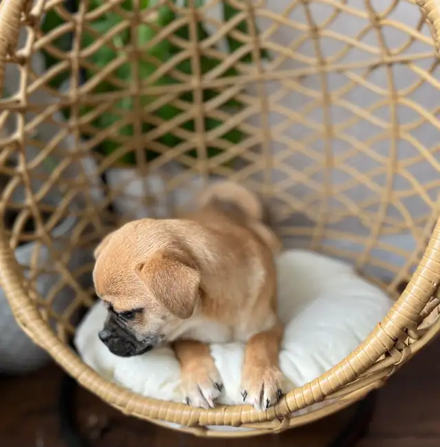 ❤️ Small breed Puppies ❤️ - Photo 9