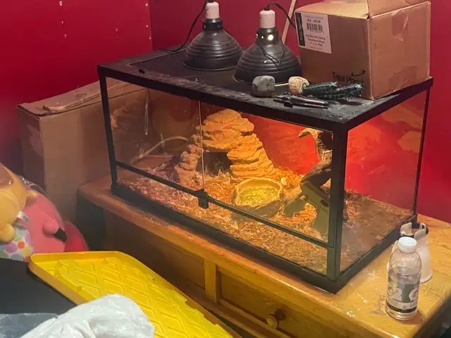 free to good home ball python