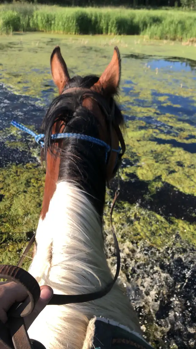 horse training/ hoof trimming