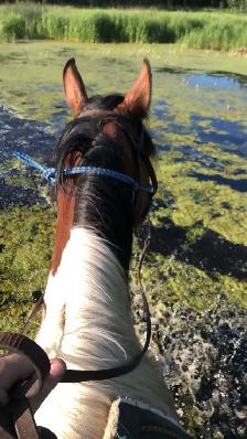 horse training/ hoof trimming