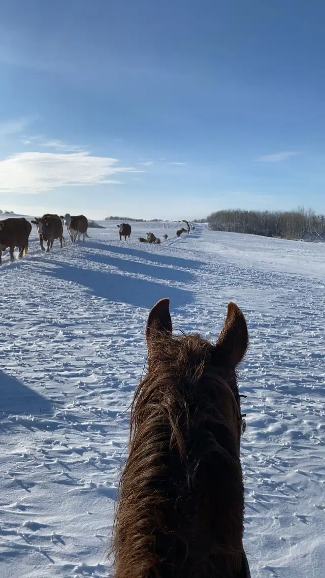 horse training/ hoof trimming - Photo 2