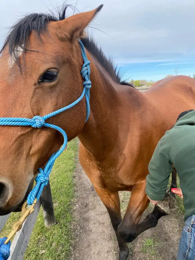 horse training/ hoof trimming - Photo 3