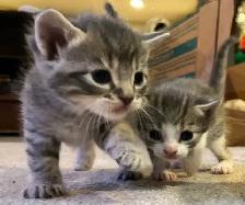 BABY KITTENS HALF PERSIAN $400  PICKERING