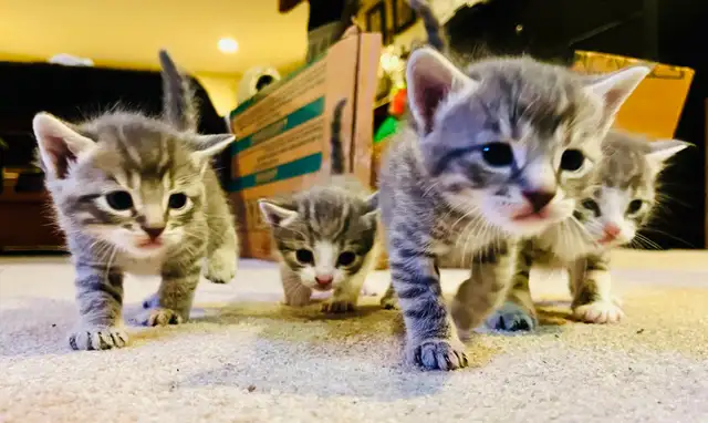 BABY KITTENS HALF PERSIAN $400  PICKERING - Photo 2