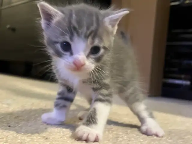 BABY KITTENS HALF PERSIAN $400  PICKERING - Photo 3