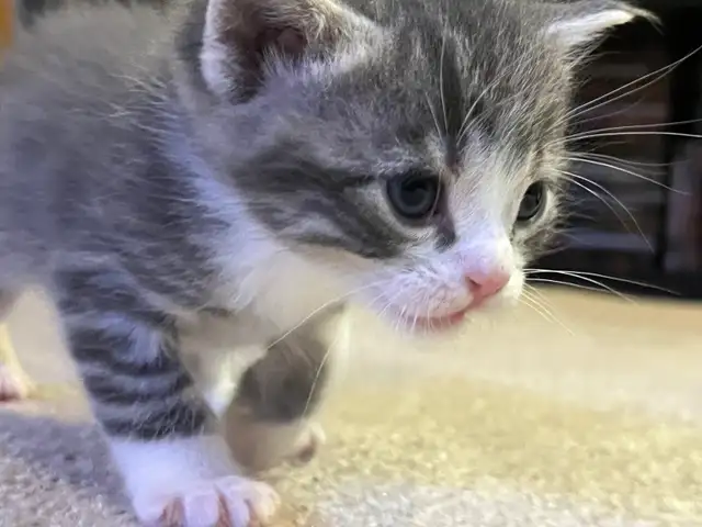 BABY KITTENS HALF PERSIAN $400  PICKERING - Photo 4