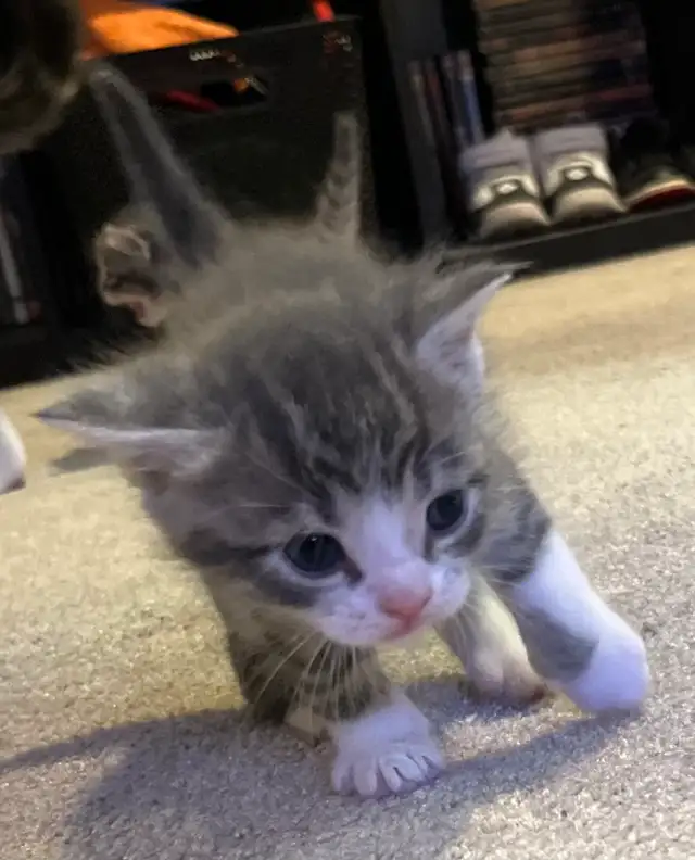 BABY KITTENS HALF PERSIAN $400  PICKERING - Photo 5