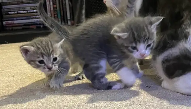 BABY KITTENS HALF PERSIAN $400  PICKERING - Photo 6