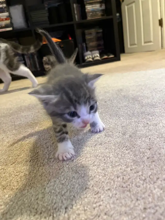 BABY KITTENS HALF PERSIAN $400  PICKERING - Photo 7