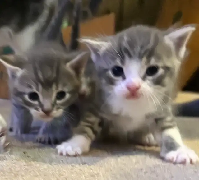 BABY KITTENS HALF PERSIAN $400  PICKERING - Photo 8