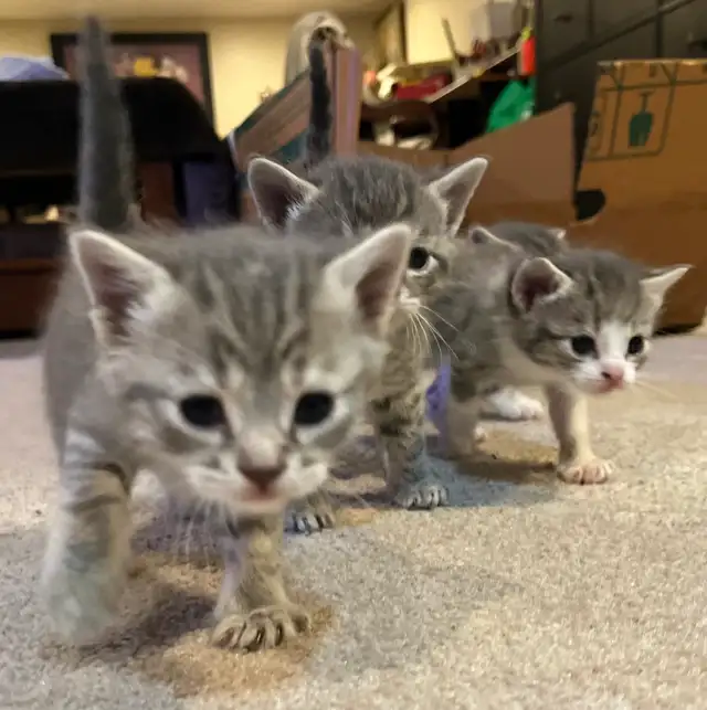 BABY KITTENS HALF PERSIAN $400  PICKERING - Photo 9