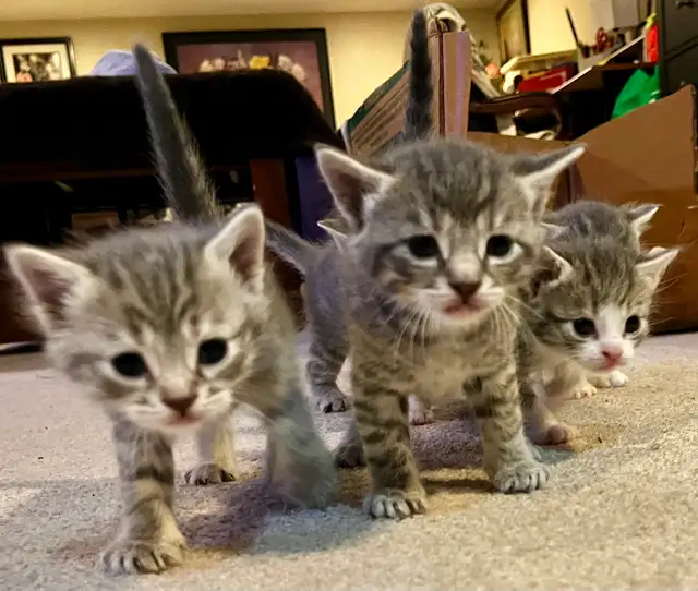 BABY KITTENS HALF PERSIAN $400  PICKERING - Photo 10