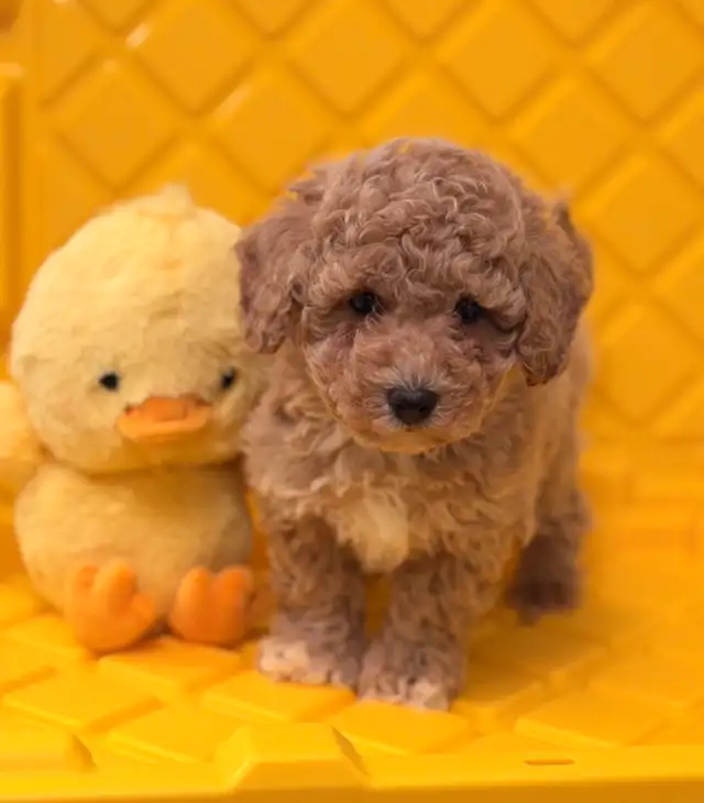 Stunning bichonpoo puppy