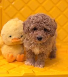 Stunning bichonpoo puppy