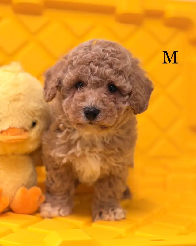 Stunning bichonpoo puppy - Photo 2