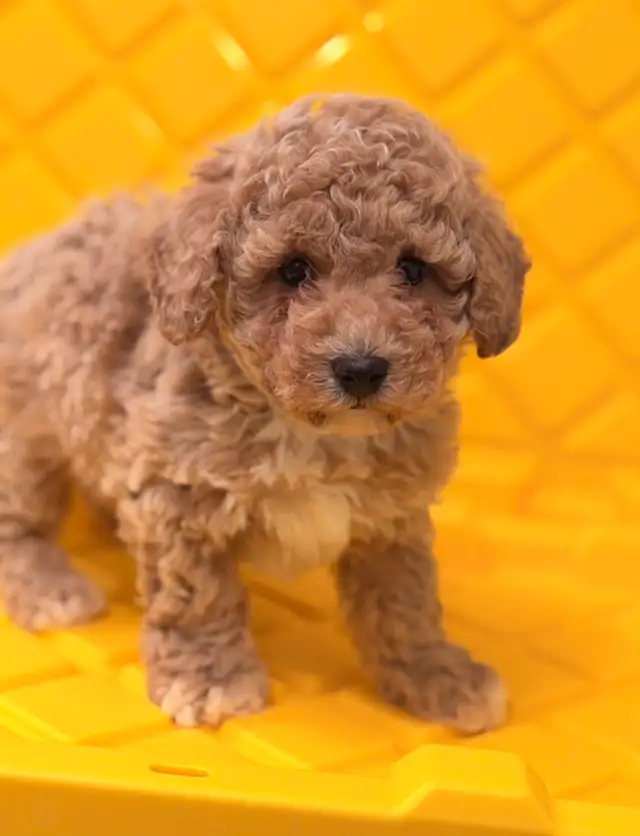 Stunning bichonpoo puppy - Photo 3