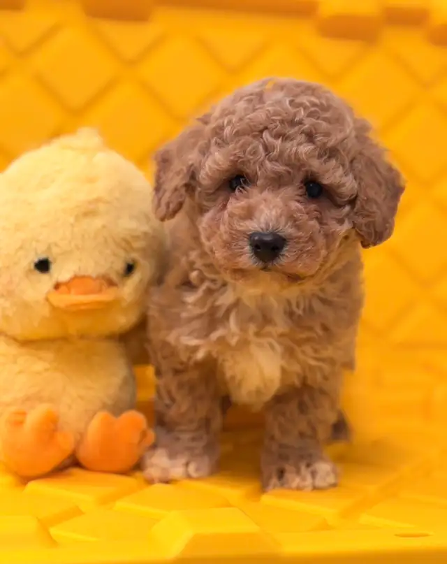 Stunning bichonpoo puppy - Photo 4