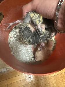 baby racing pigeons