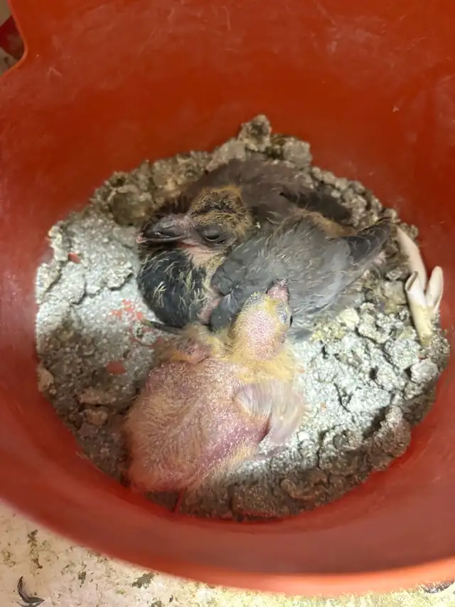 baby racing pigeons - Photo 2