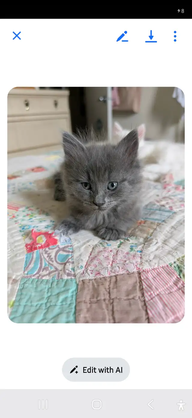 3 Fluffy Kittens for sale ready for new loving home 400.