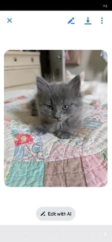 3 Fluffy Kittens for sale ready for new loving home 400.