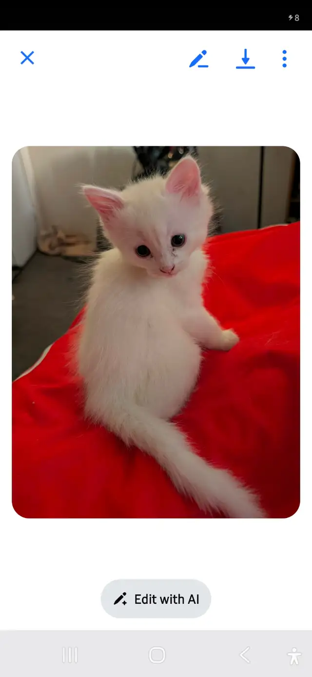 3 Fluffy Kittens for sale ready for new loving home 400. - Photo 2