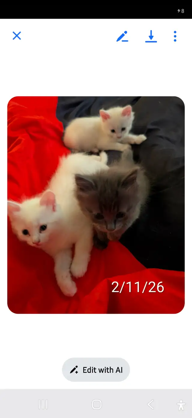 3 Fluffy Kittens for sale ready for new loving home 400. - Photo 4