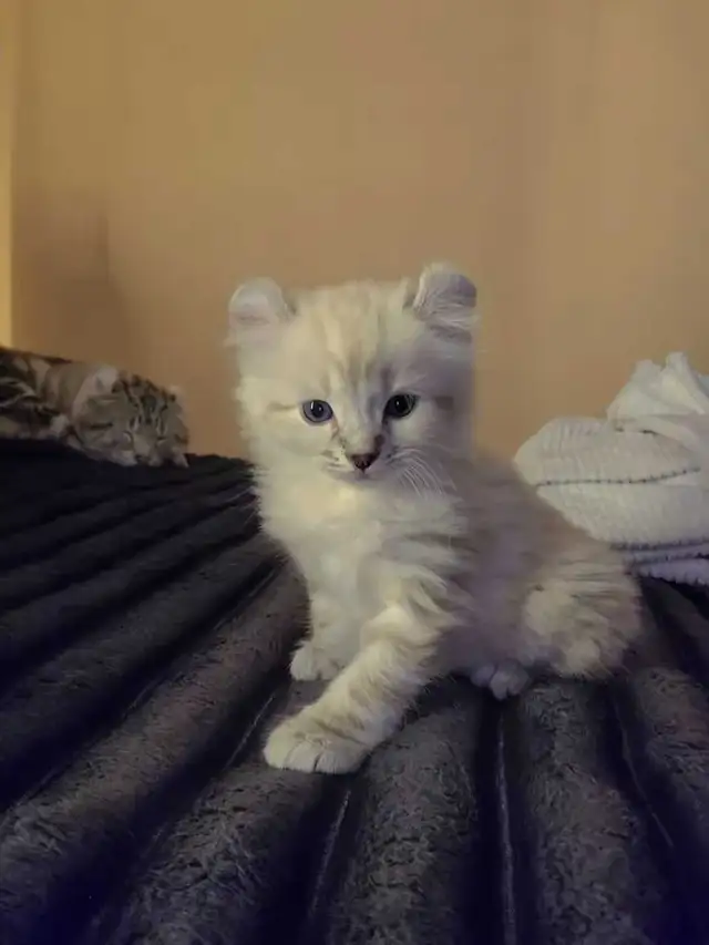 highland lynx - Photo 2