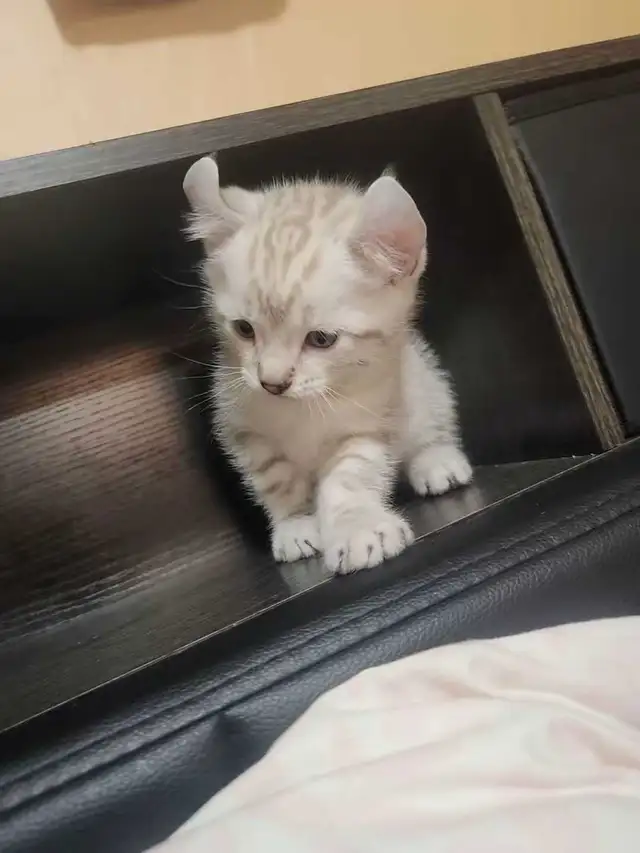 highland lynx - Photo 3