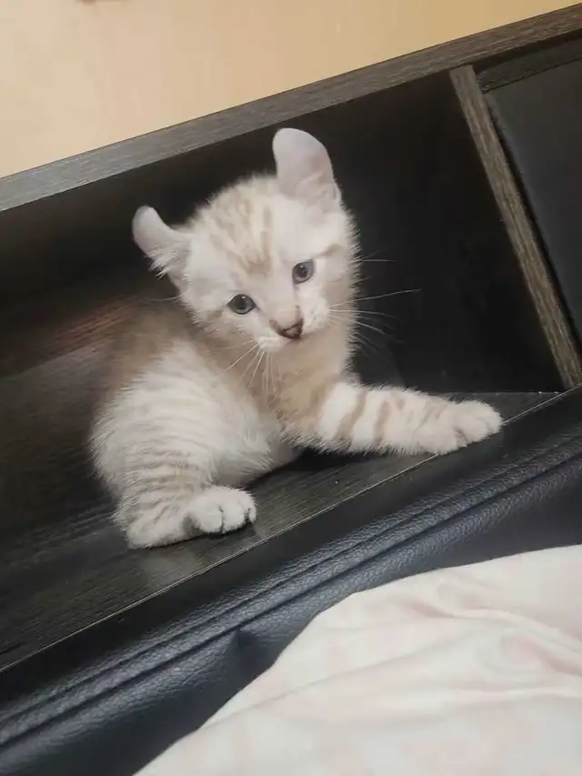 highland lynx - Photo 4