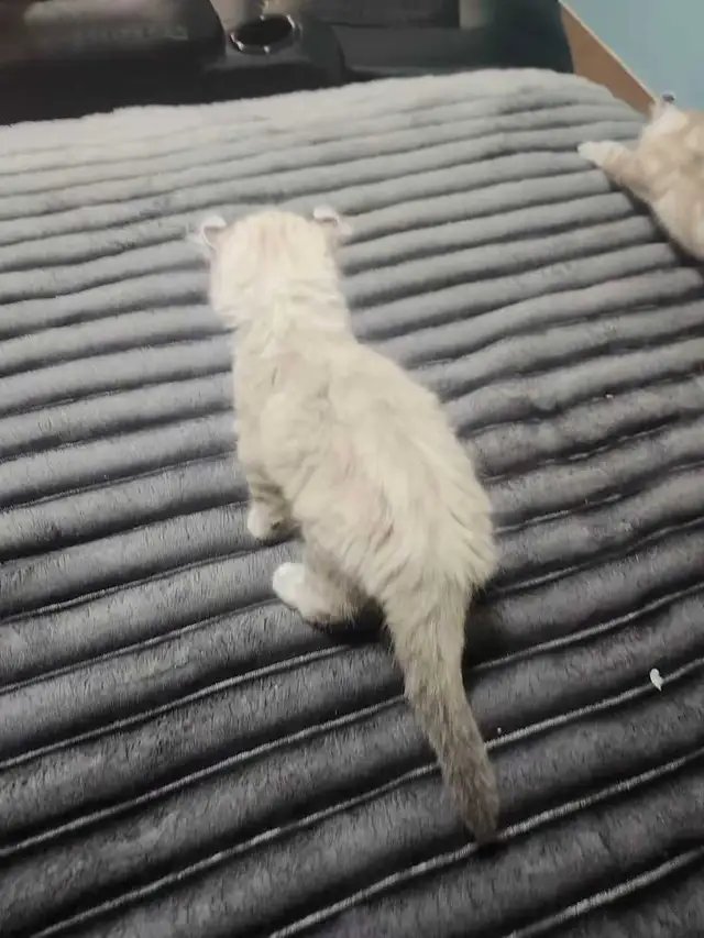 highland lynx - Photo 5