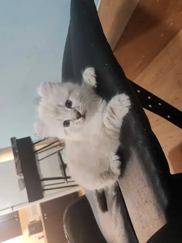 highland lynx - Photo 6