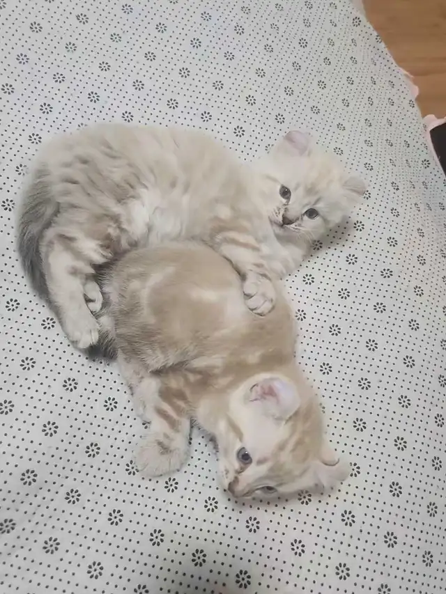 highland lynx - Photo 7