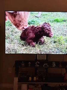 metal meat slicing machine