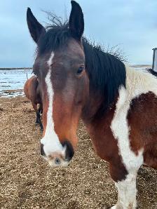 Another Graham Ranch Mustang By Sandy For Sale