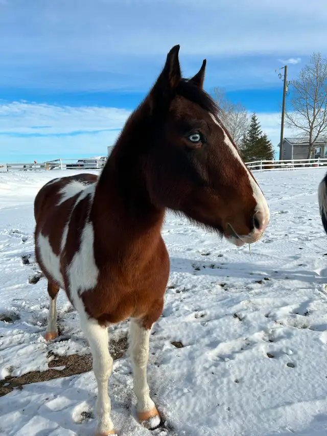 Another Graham Ranch Mustang By Sandy For Sale - Photo 2