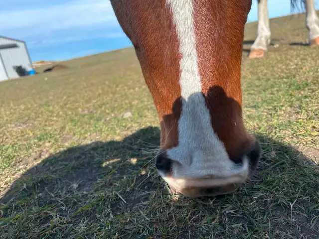 Another Graham Ranch Mustang By Sandy For Sale - Photo 3