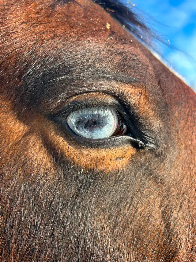 Another Graham Ranch Mustang By Sandy For Sale - Photo 4