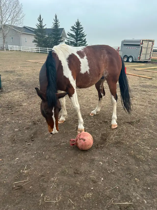 Another Graham Ranch Mustang By Sandy For Sale - Photo 5