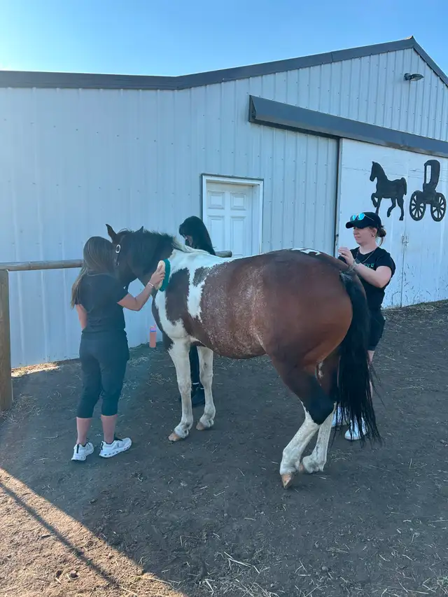 Another Graham Ranch Mustang By Sandy For Sale - Photo 6
