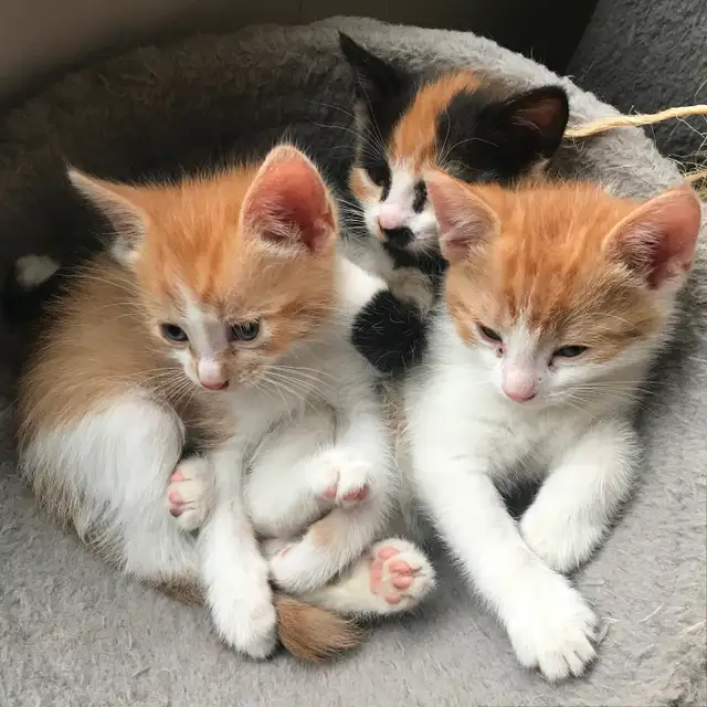 Affordable kittens in Ste Anne MB