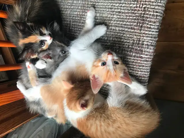 Affordable kittens in Ste Anne MB - Photo 2