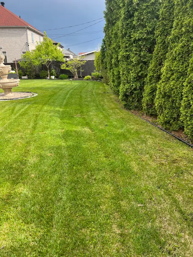 coupe de gazon // lawn mowing