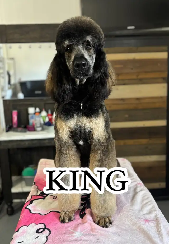 CKC REGISTERED STANDARD POODLE PUPS- Prairie Belle Poodles - Photo 4